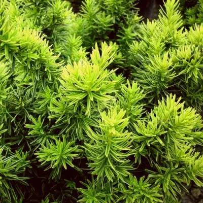 Тис ДАВИД ягодный в Кобрине