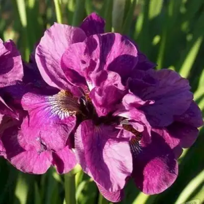 Ирис БАНДЛ ОВ ДЖОЙ сибирский в Кобрине