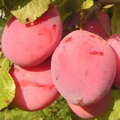 Слива ФАВОРИТЕ ДЕ СУЛТАНО в Кобрине