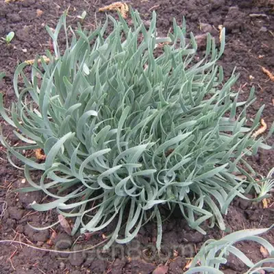 Лук СПИРАЛИС горный в Кобрине