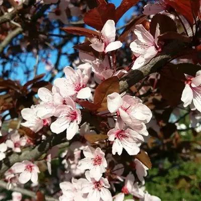 Слива ВУДИ растопыренная в Кобрине