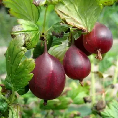 Крыжовник СЕРЕНАДА в Кобрине