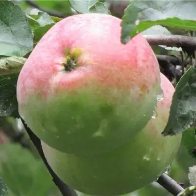 Яблоня МОСКОВСКОЕ ЗИМНЕЕ в Кобрине