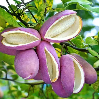 Акебия ПЯТЁРНАЯ  в Кобрине