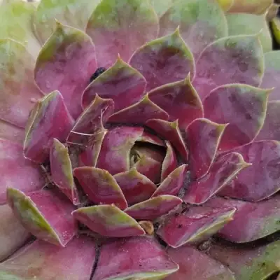 Молодило УФО в Кобрине