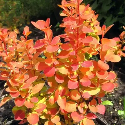 Барбарис ОРАНЖ ФАЙЕР тунберга в Кобрине