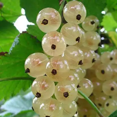 Смородина белая ЮТЕРБОРГСКАЯ в Кобрине