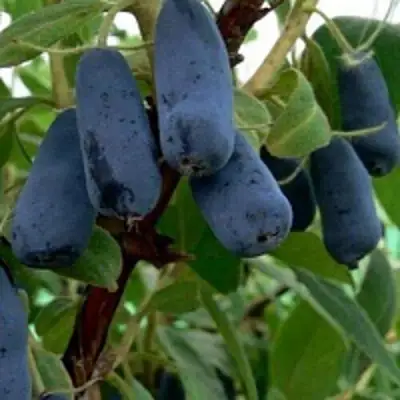 Жимолость съедобная ВОЛХОВА в Кобрине