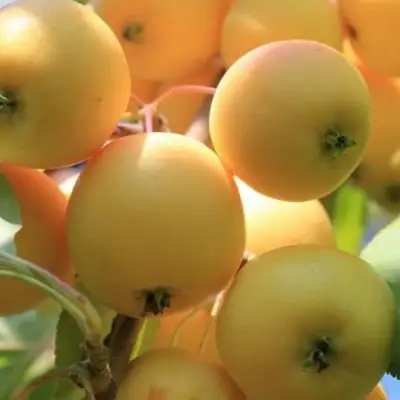 Яблоня УРАЛЬСКОЕ НАЛИВНОЕ в Кобрине