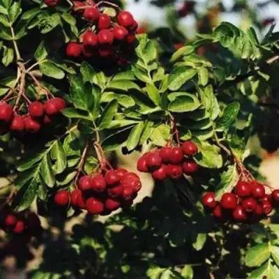 Рябина РУБИНОВАЯ сладкоплодная в Кобрине