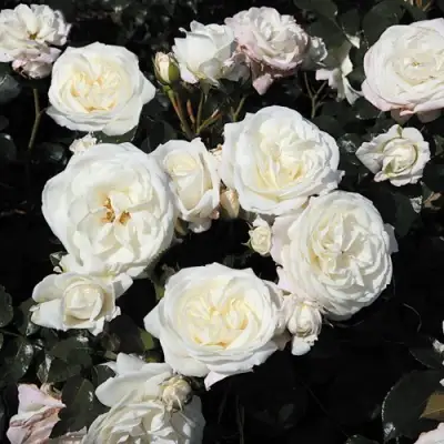 Роза АЛАБАСТЕР флорибунда в Кобрине