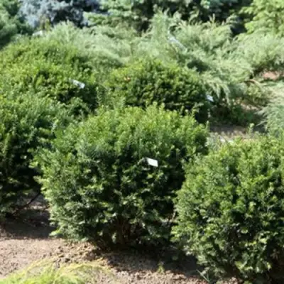 Тис НАНА остроконечный  в Кобрине