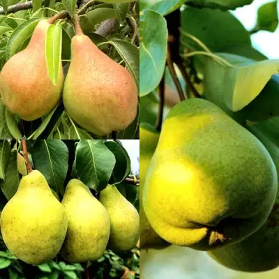 Комплект НАСТОЯЩИЙ ВОСТОРГ в Кобрине