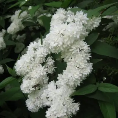 Дейция КАНДИДИССИМА шершавая в Кобрине