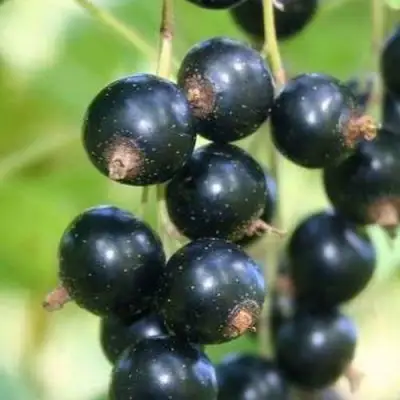 Смородина черная СТРЕЛЕЦ в Кобрине