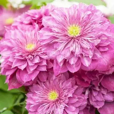 Клематис КАЙЗЕР в Кобрине