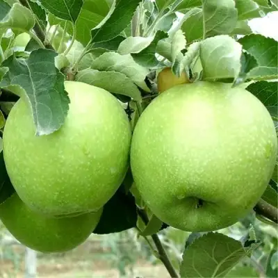 Яблоня РЕНЕТ СИМИРЕНКО в Кобрине