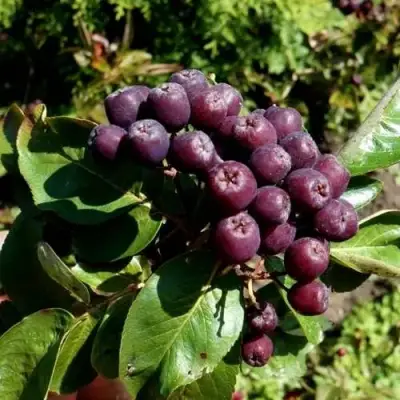 Рябина ЛИКЁРНАЯ сладкоплодная в Кобрине