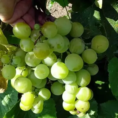 Виноград БАРС в Кобрине