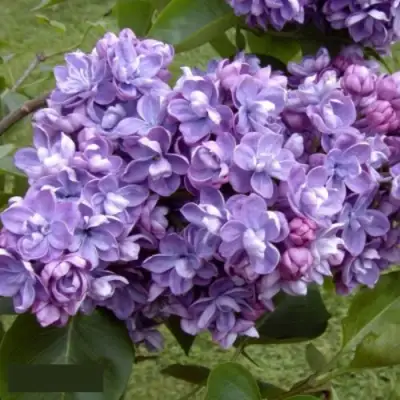 Сирень АМИ ШОТТ в Кобрине