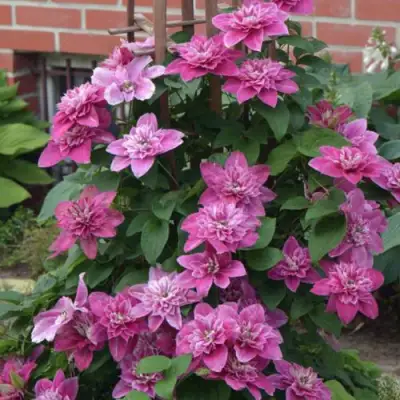 Клематис МАЙ ДАРЛИНГ  в Кобрине