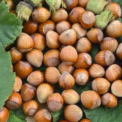 Фундук ТОНДА РОМАНА в Кобрине