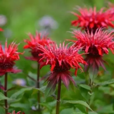 Монарда ПАНОРАМА РЕД в Кобрине