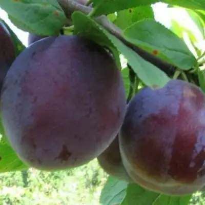 Слива СТАРТОВАЯ в Кобрине