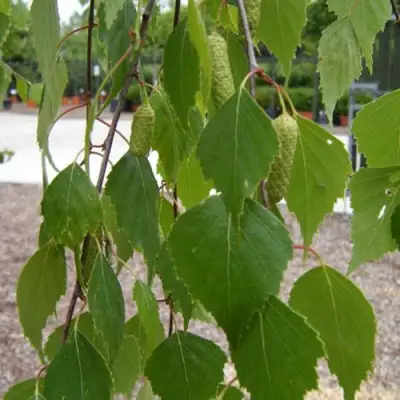 Береза ФАСЦИНЕЙШЕН белая  в Кобрине