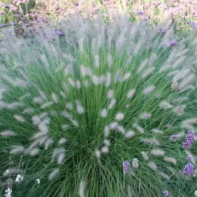 Пеннисетум ХАМЕЛН в Кобрине