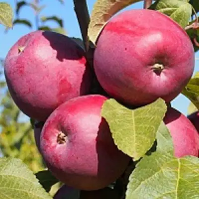 Яблоня ЗОРКА в Кобрине