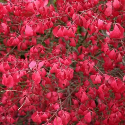 Бересклет КОМПАКТУС  в Кобрине