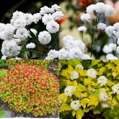 Комплект СОЛНЕЧНЫЙ МИКС в Кобрине