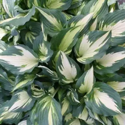 Хоста КРИСМАС КЭНДИ гибридная в Кобрине