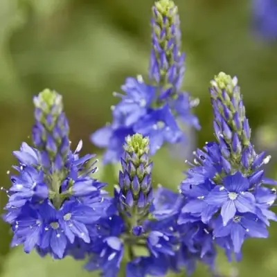 Вероника австрийская в Кобрине