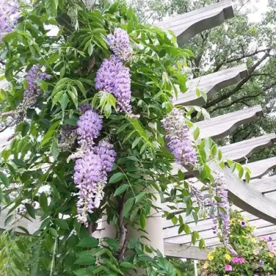 Глициния макростахия БЛЮ МУН в Кобрине