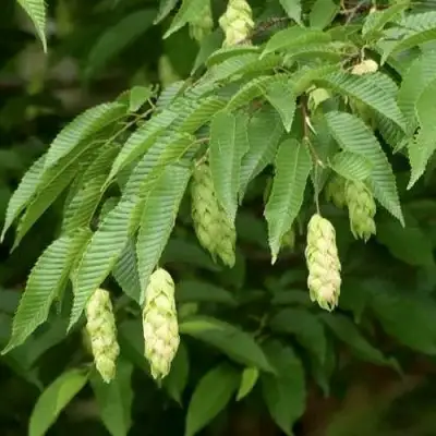 Граб японский в Кобрине