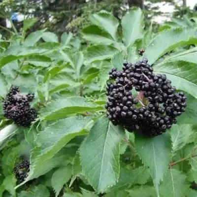 Бузина черная КЛАДЗЕЗЬ в Кобрине