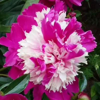 Пион КАПЛЯ РОСЫ травянистый в Кобрине