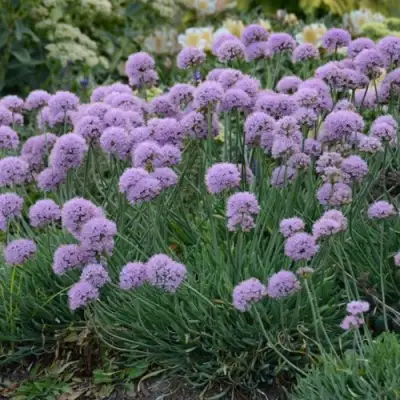 Лук ЛИЗА БЛЮ стареющий в Кобрине