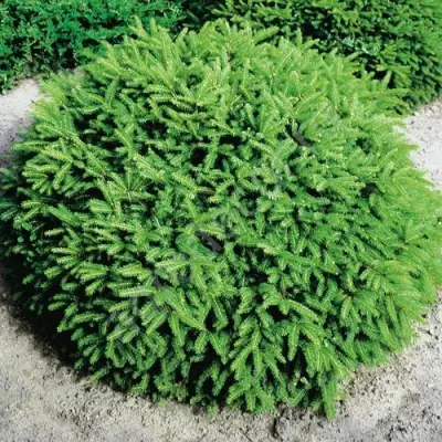 Ель НИДИФОРМИС обыкновенная в Кобрине