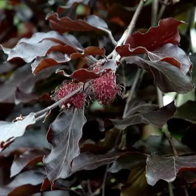 Бук лесной АТРОПУНИЦЕА в Кобрине