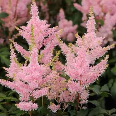 Астильба ЮНИК САЛМОН гибридная в Кобрине