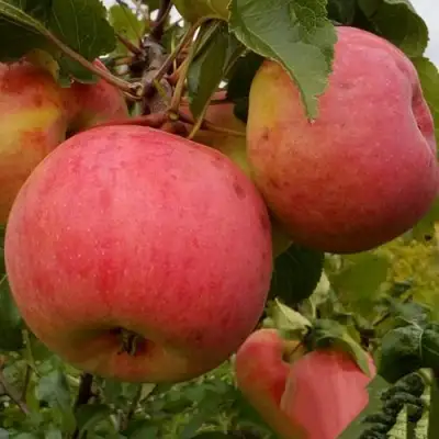 Яблоня БОЛОТОВСКОЕ в Кобрине