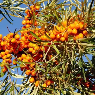 Облепиха ДАР МГУ в Кобрине