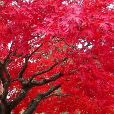 Клен гиннала  в Кобрине