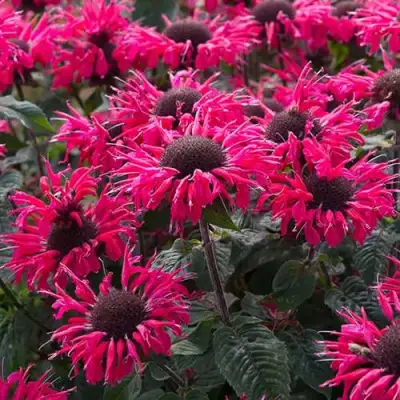 Монарда БИ МЭРИ гибридная в Кобрине