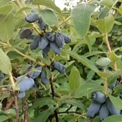 Жимолость съедобная НИМФА (ГАММА) в Кобрине