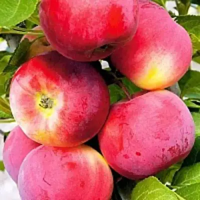 Яблоня СЕРЕБРЯНОЕ КОПЫТЦЕ в Кобрине