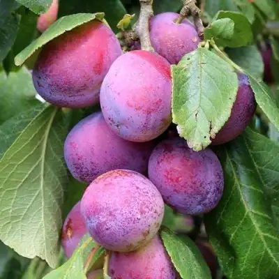 Слива БЛЮ СВИТ колонновидная в Кобрине